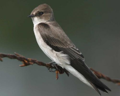Внешний вид ласточки. Ласточка — особенности, образ жизни, брачный период и сроки жизни (93 фото + видео)