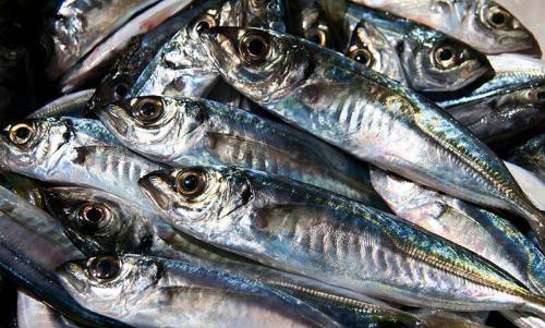 Как засолить ставриду к пиву. ставрида к пиву или к сухому вину