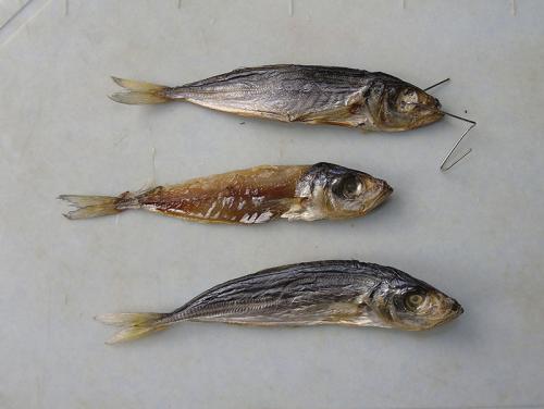 Как засолить ставриду к пиву. ставрида к пиву или к сухому вину