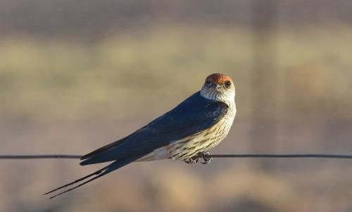 Птица ласточка. Привычки ласточек и среда их обитания