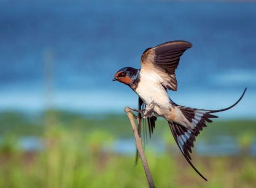 Интересные факты о ласточках. Ласточки: описание