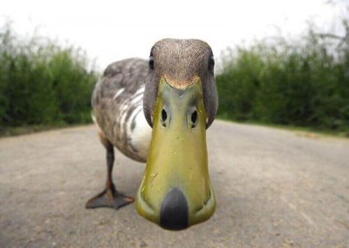 Топ 100 странных фобий. ТОП-10 самых необычных и странных фобий