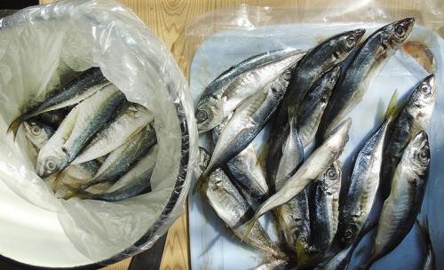 Как засолить ставриду к пиву. ставрида к пиву или к сухому вину