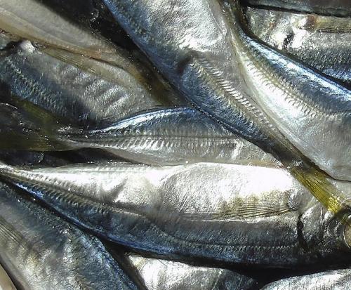 Как засолить ставриду к пиву. ставрида к пиву или к сухому вину