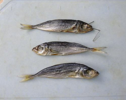 Как засолить ставриду к пиву. ставрида к пиву или к сухому вину