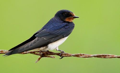 Где зимуют ласточки?