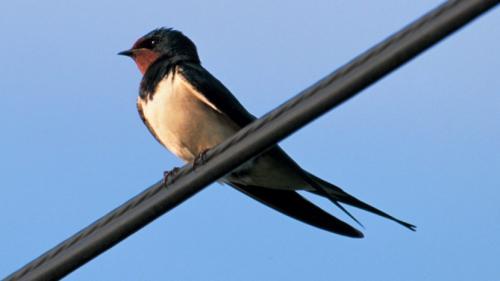 Внешний вид ласточки. Ласточка — особенности, образ жизни, брачный период и сроки жизни (93 фото + видео)