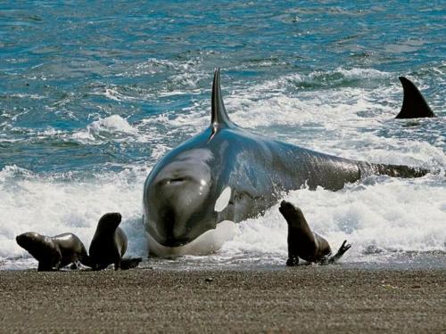 Касатка среда обитания. Что едят касатки