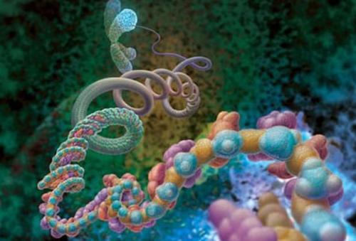 Хромосома это кратко. Что такое хромосома?