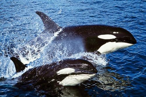 Косатка или касатка. Касатка 01