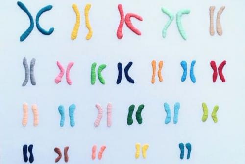 Хромосома это кратко. Что такое хромосома?