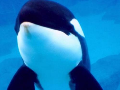 Косатка масса. Самая большая касатка: длина от носа до кончика хвоста