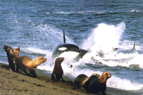 Косатка или касатка. Касатка 04