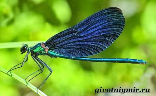 Особенности стрекоз. Особенности и среда обитания стрекозы