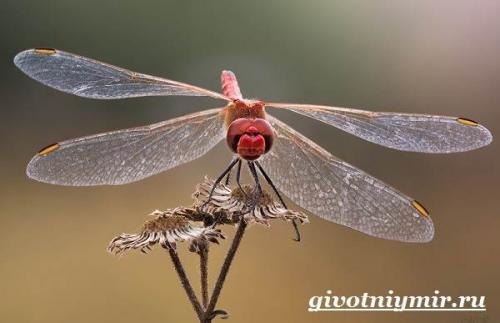 Особенности стрекоз. Особенности и среда обитания стрекозы