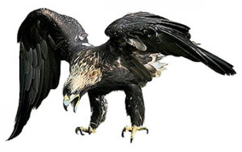 Когда журавли улетают на юг? куда улетают птицы на зимовку? Куда улетают журавли 03