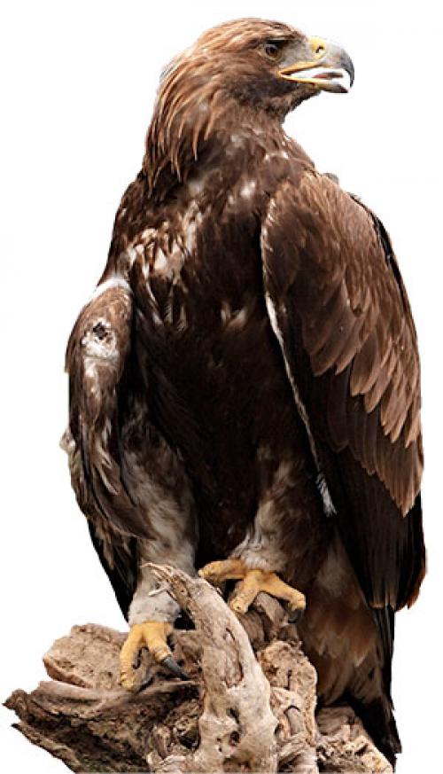 Когда журавли улетают на юг? куда улетают птицы на зимовку? Куда улетают журавли 01