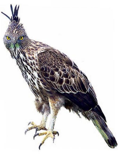 Когда журавли улетают на юг? куда улетают птицы на зимовку? Куда улетают журавли 05