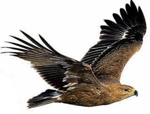 Когда журавли улетают на юг? куда улетают птицы на зимовку? Куда улетают журавли 02