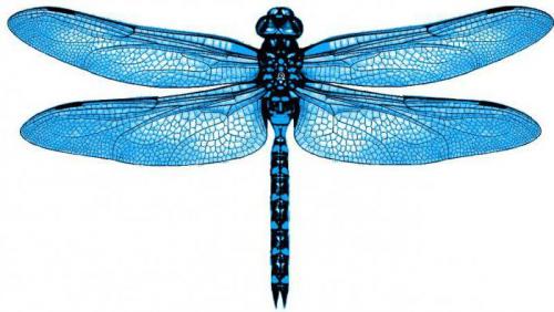 Охота стрекозы. Факт #3: стрекозы могут видеть во всех направлениях 06