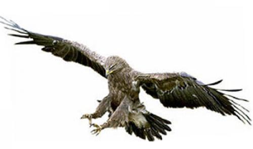 Когда журавли улетают на юг? куда улетают птицы на зимовку? Куда улетают журавли 07