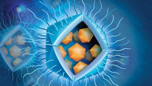 19 интересных фактов о Вирусах. Интересные факты о Вирусах + Видео