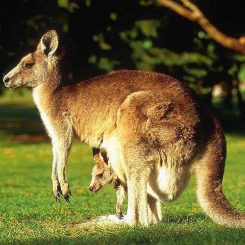 Самый маленький континент. Уникальность континента