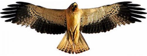 Когда журавли улетают на юг? куда улетают птицы на зимовку? Куда улетают журавли 04