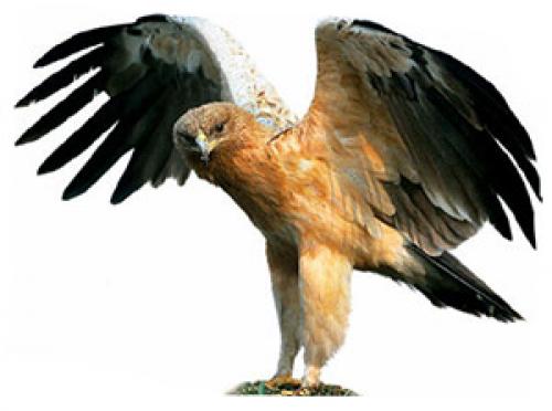 Когда журавли улетают на юг? куда улетают птицы на зимовку? Куда улетают журавли 06