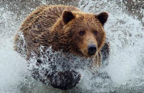 Бурый медведь википедия. Особенности и среда обитания бурого медведя