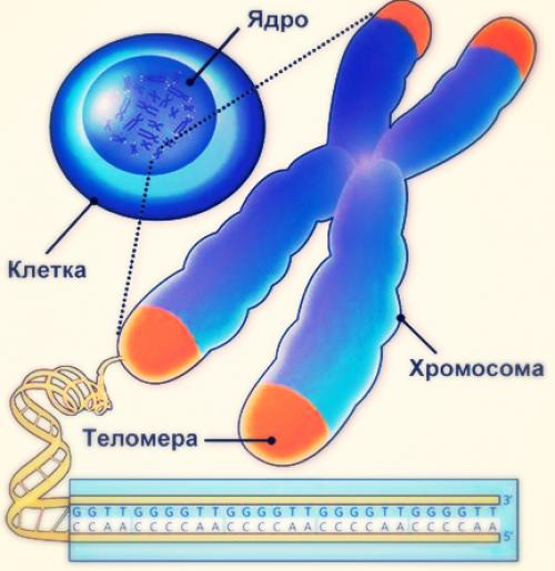 1с как выглядит хромосома