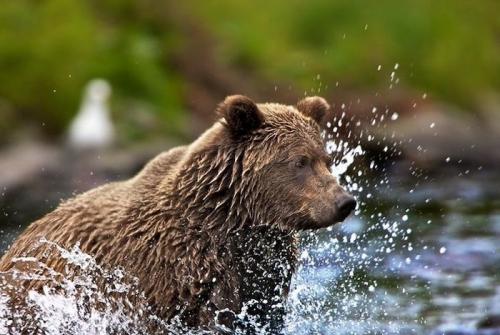 Продолжительность жизни медведя в природе. Какая продолжительность жизни белого медведя в природе и неволе? 01