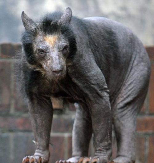 Описание медведя. Медведь – косолапый сладкоежка