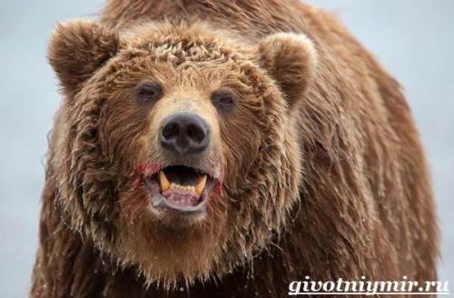 Медведь гризли. Особенности и среда обитания медведя гризли