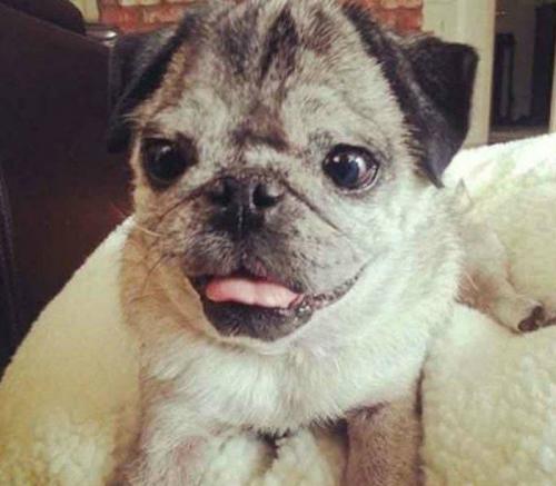 Сколько хромосом у собаки. Бывает ли у животных синдром Дауна ?