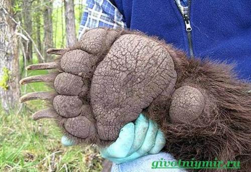 Медведь гризли. Особенности и среда обитания медведя гризли