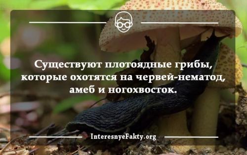 Интересные факты о грибах из энциклопедии. Интересные факты о грибах