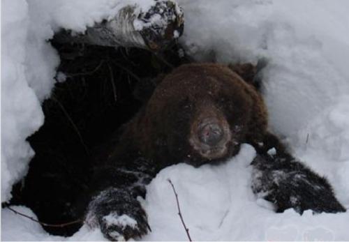 Сколько живет бурый медведь продолжительность жизни.. Описание и особенности 05