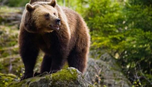 Описание медведя. Медведь – косолапый сладкоежка