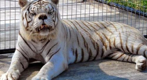 Сколько хромосом у собаки. Бывает ли у животных синдром Дауна ?