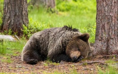 Сколько живет бурый медведь продолжительность жизни.. Описание и особенности