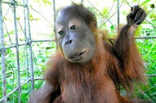 Сколько хромосом у собаки. Бывает ли у животных синдром Дауна ?