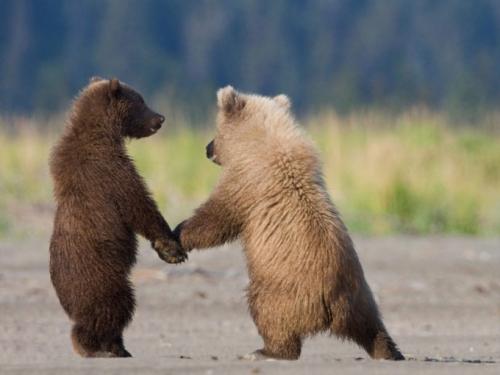 Сколько весит медведь. Сколько весит белый и бурый медведь