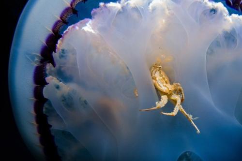 Медуза в океане. Кто такие медузы