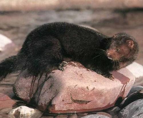 Интересные факты о животных Удмуртии. Животные Красной книги Удмуртии — млекопитающие