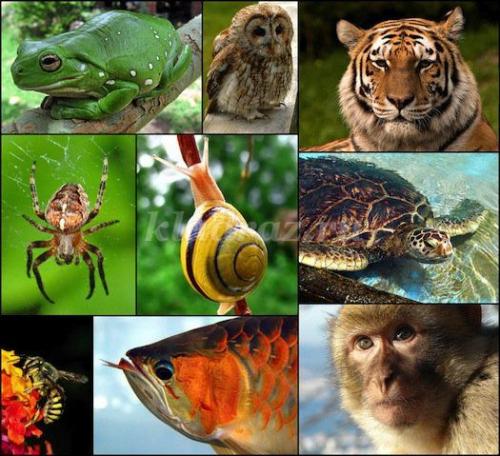 Слон интересные факты. Интересные факты о слонах. 12