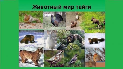 Интересные факты о буром медведе. Бурый медведь — интересные факты 10 Интересные факты о буром медведе. Бурый медведь — интересные факты 10