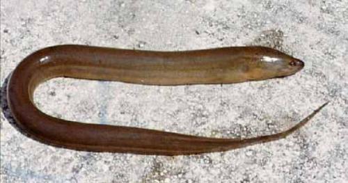 Интересные факты о морских животных. 12 самых невероятных фактов о морских животных, которые заставят вас удивляться!) 24