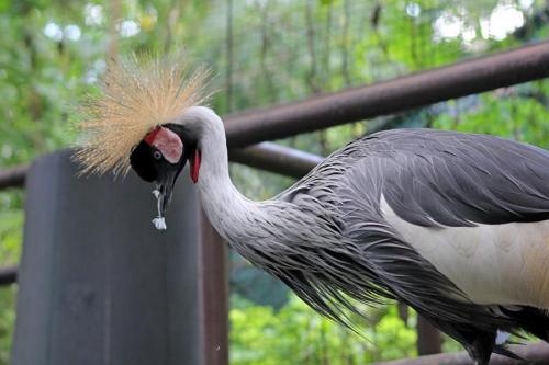 Венценосный журавль интересные факты. Восточный венценосный журавль