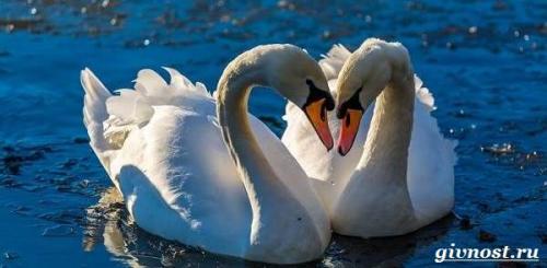 Самка лебедя. Среда обитания и образ жизни